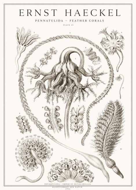 Ernst Haeckel Pennatulida - Sea Pens No2 - Plakat