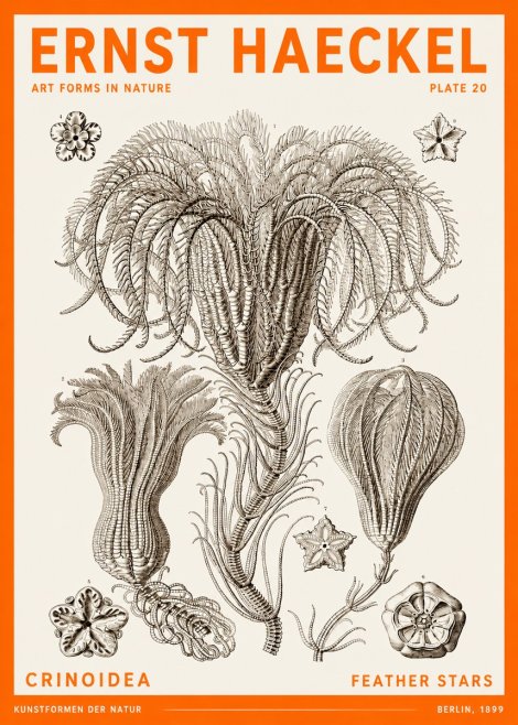 Ernst Haeckel Crinoidea - Palm Lilies No6 - Plakat