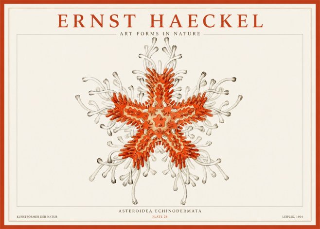 Ernst Haeckel Asteroidea Echinodermata Plate 28 No1 - Plakat