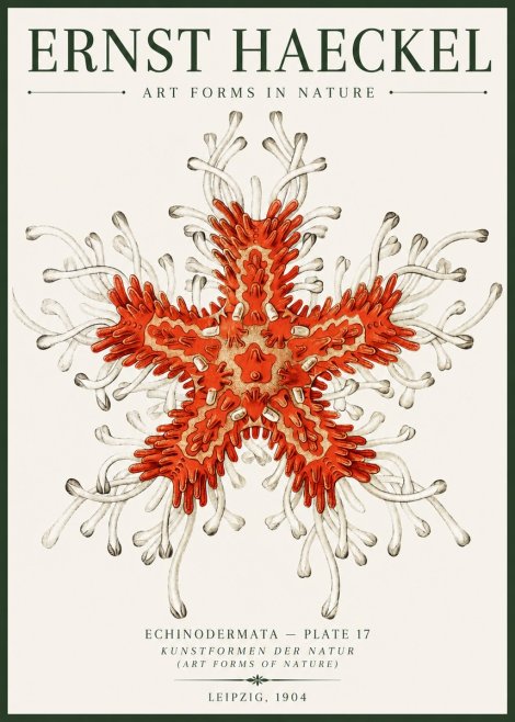 Ernst Haeckel Asteroidea Echinodermata Plate 28 No6 - Plakat