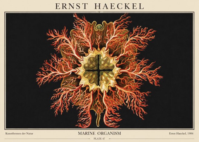 Ernst Haeckel Marine Organism No1 - Plakat