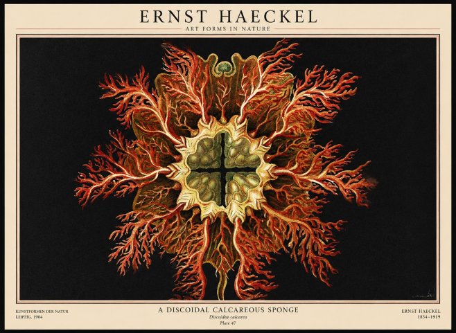 Ernst Haeckel Marine Organism No3 - Plakat