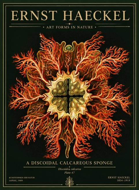 Ernst Haeckel Marine Organism No5 - Plakat