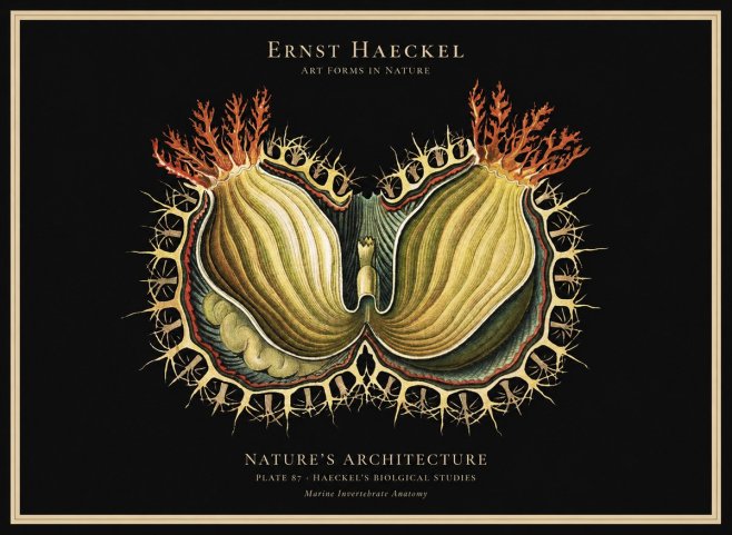 Ernst Haeckel Nature's Architecture No1 - Plakat