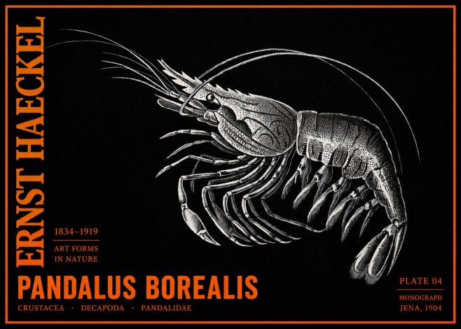 Ernst Haeckel Pandalus Borealis No2 - Plakat
