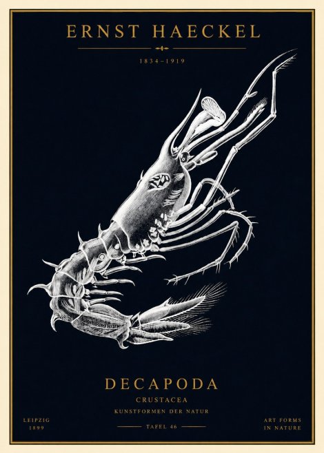 Ernst Haeckel Decapoda the Crustaceans No4 - Plakat