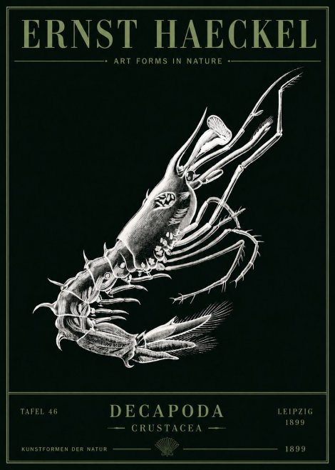 Ernst Haeckel Decapoda the Crustaceans No5 - Plakat