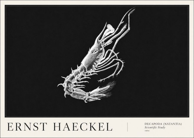 Ernst Haeckel Decapoda the Crustaceans No6 - Plakat