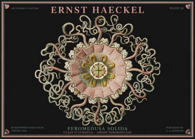 Ernst Haeckel Discomedusae – Actiniae No4 - Plakat