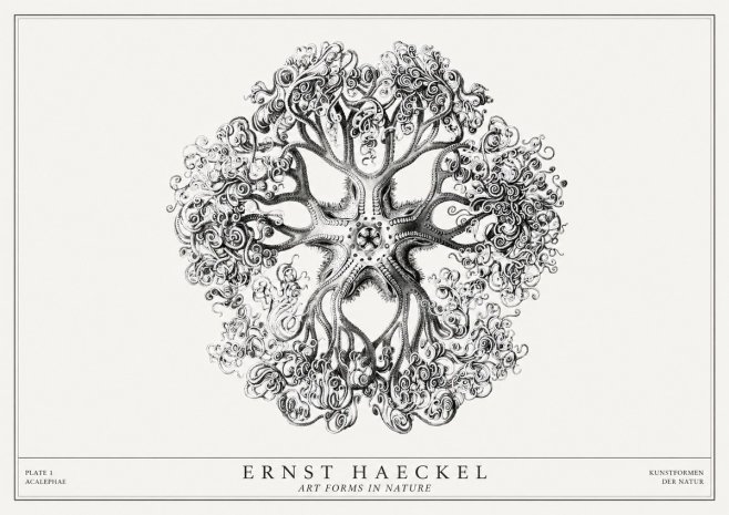 Ernst Haeckel Tree-like Organism No3 - Plakat