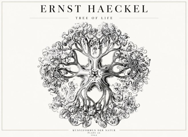Ernst Haeckel Tree-like Organism No4 - Plakat