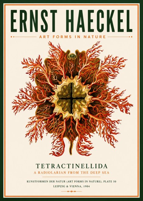 Ernst Haeckel Tetractinellida a Radiolarian from the Deep Sea No3 - Plakat