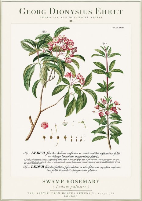 Georg Dionysius Ehret Swamp Rosemary (Ledum Palustre) No1 - Plakat