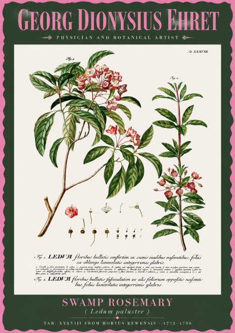 Georg Dionysius Ehret Swamp Rosemary (Ledum Palustre) No2 - Plakat