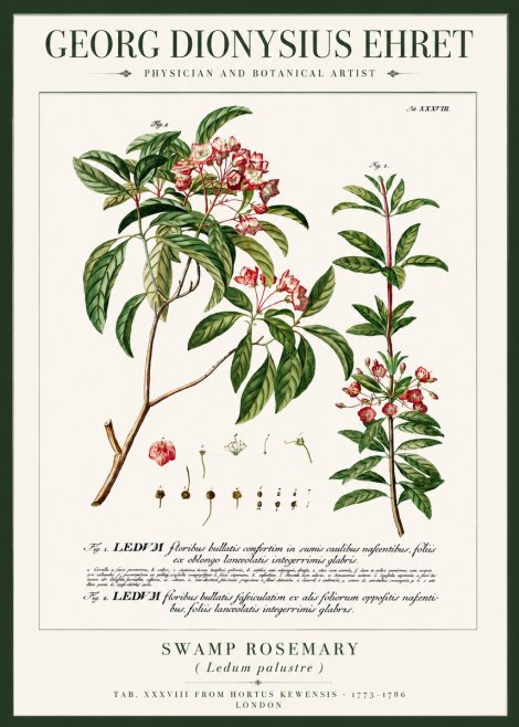 Georg Dionysius Ehret Swamp Rosemary (Ledum Palustre) No3 - Plakat