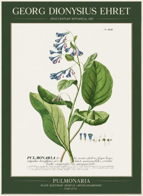 Georg Dionysius Ehret Pulmonaria No1 - Plakat