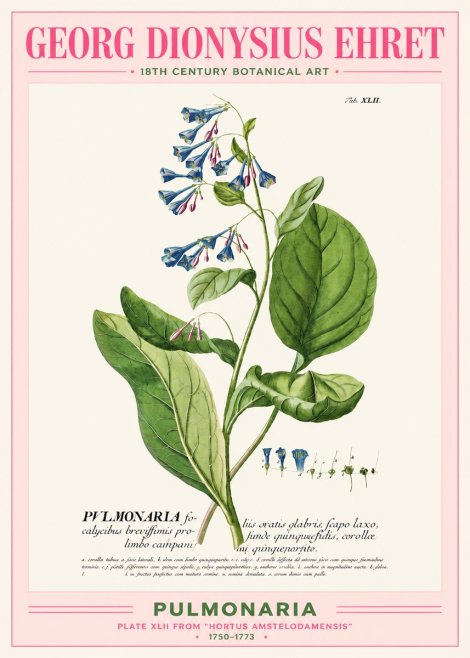 Georg Dionysius Ehret Pulmonaria No2 - Plakat