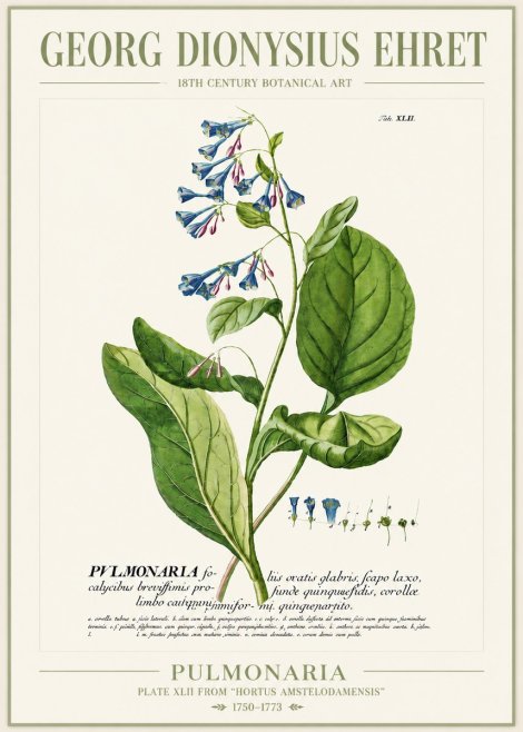 Georg Dionysius Ehret Pulmonaria No4 - Plakat