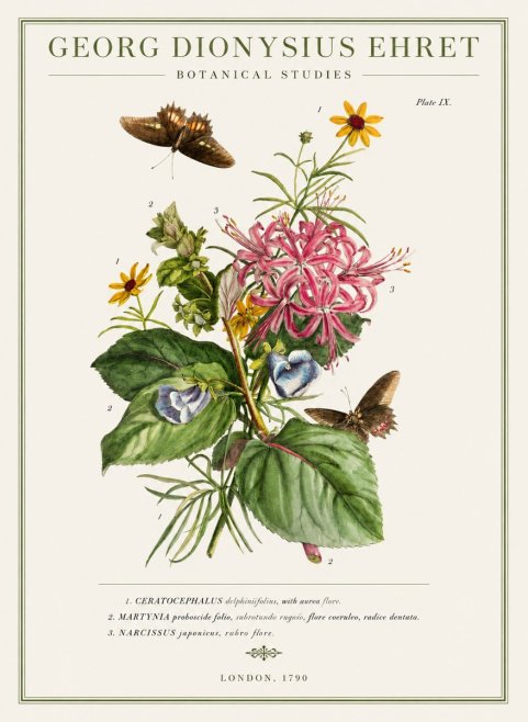 Georg Dionysius Ehret Botanical Studies - Plate Ix No1 - Plakat