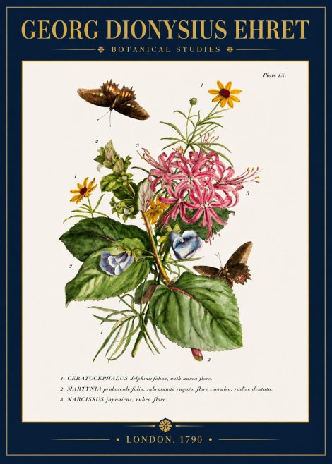 Georg Dionysius Ehret Botanical Studies - Plate Ix No4 - Plakat