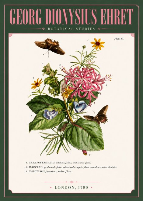 Georg Dionysius Ehret Botanical Studies - Plate Ix No6 - Plakat
