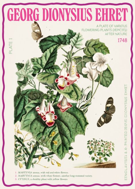 Georg Dionysius Ehret A Plate of Various Flowering Plants Depicted After Nature 1748 No2 - Plakat