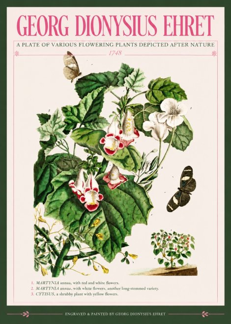 Georg Dionysius Ehret A Plate of Various Flowering Plants Depicted After Nature 1748 No3 - Plakat