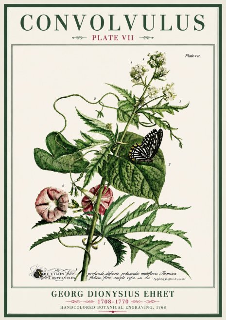 Georg Dionysius Ehret Convolvulus - Plate Vii No4 - Plakat