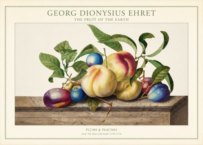 Georg Dionysius Ehret Plums & Peaches No1 - Plakat