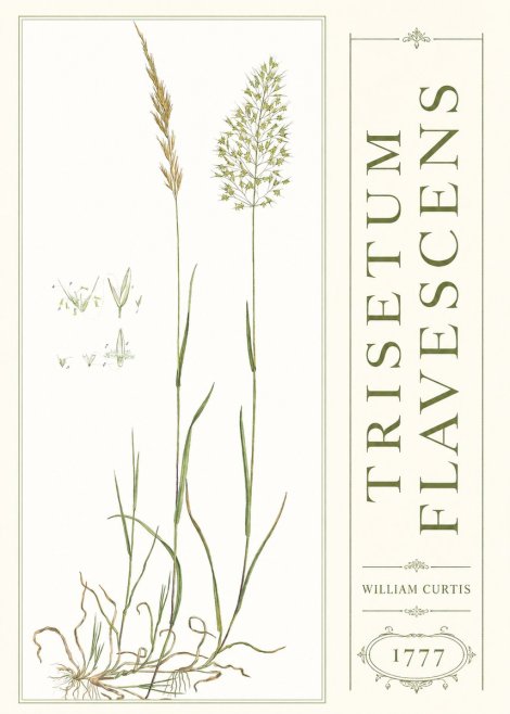 William Curtis Trisetum Flavescens I No3 - Plakat