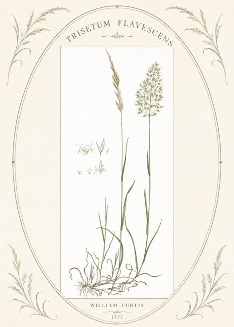 William Curtis Trisetum Flavescens I No4 - Plakat