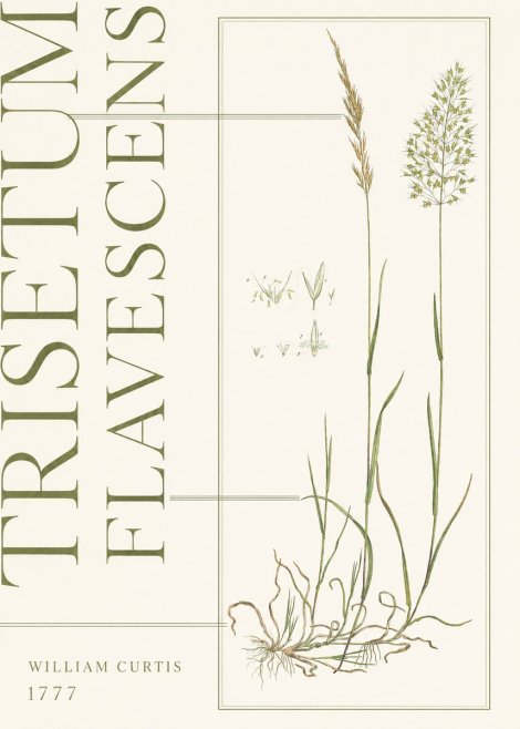 William Curtis Trisetum Flavescens I No5 - Plakat
