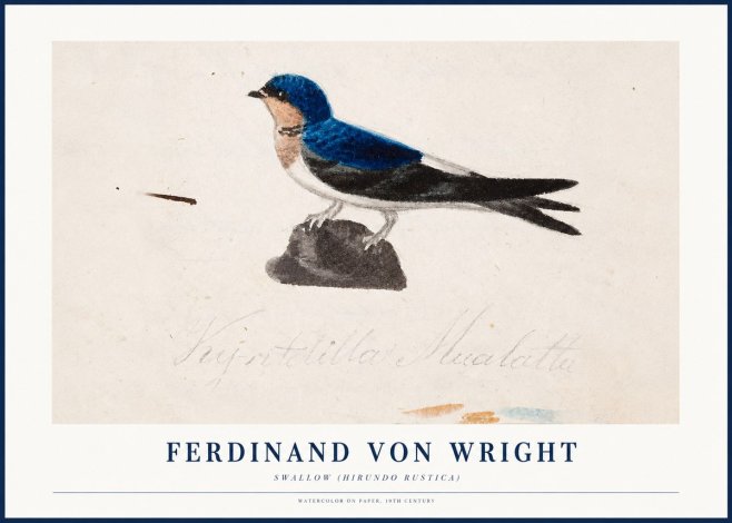 Ferdinand von Wright Swallow (Hirundo Rustica) No1 - Plakat