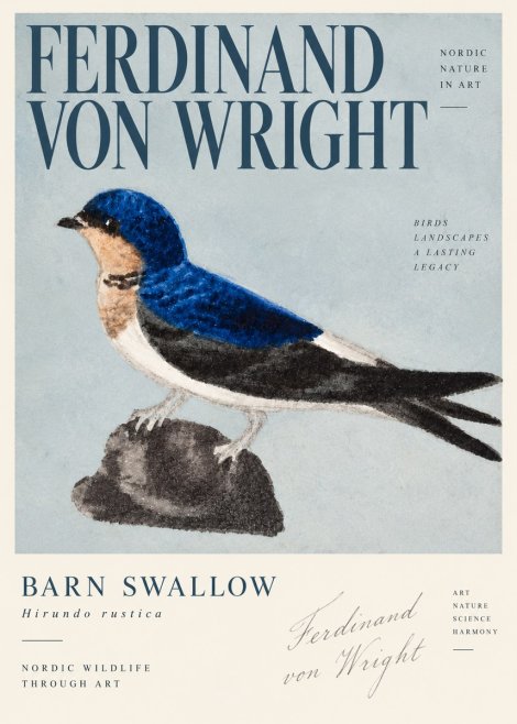 Ferdinand von Wright Swallow (Hirundo Rustica) No4 - Plakat