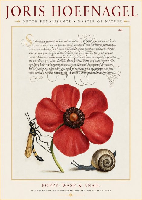 Joris Hoefnagel Poppy, Wasp & Snail No1 - Plakat