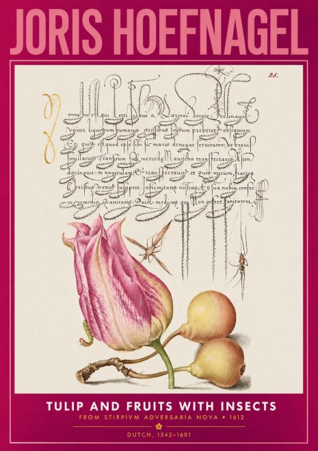 Joris Hoefnagel Tulip and Fruits with Insects No2 - Plakat
