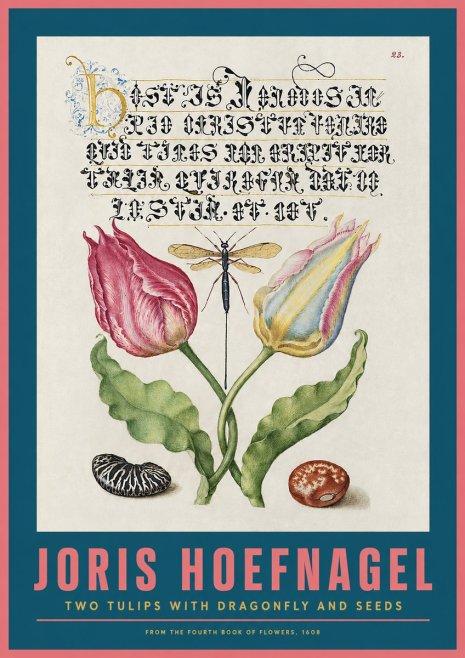 Joris Hoefnagel Two Tulips with Dragonfly and Seeds No2 - Plakat