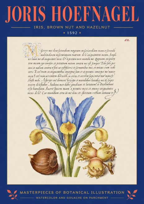 Joris Hoefnagel Iris, Brown Nut and Hazelnut No4 - Plakat
