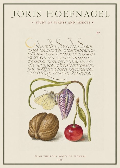 Joris Hoefnagel Study of Plants and Insects No1 - Plakat