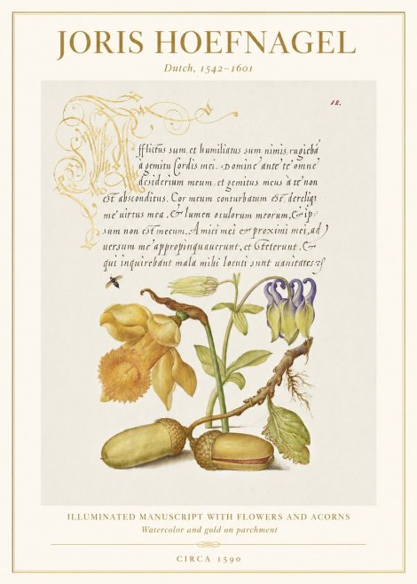 Joris Hoefnagel Illuminated Manuscript with Flowers and Acorns No1 - Plakat