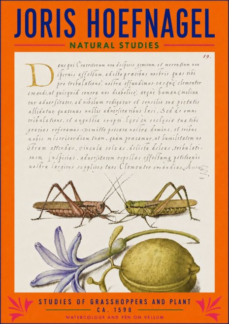 Joris Hoefnagel Studies of Grasshoppers and Plant No3 - Plakat