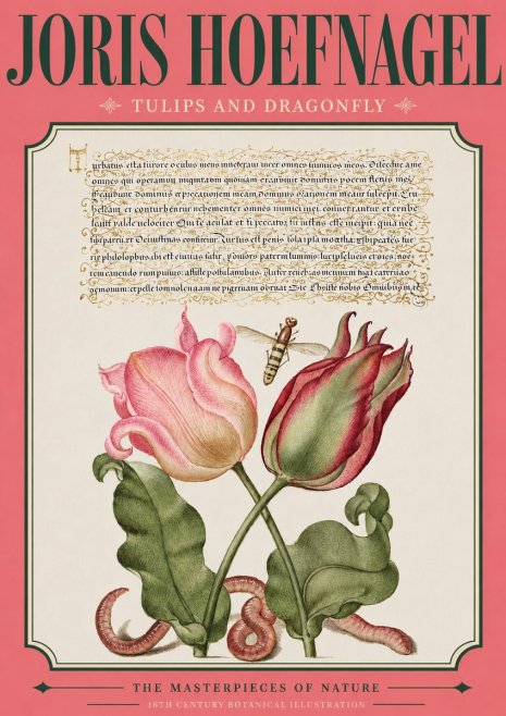 Joris Hoefnagel Two Tulips with Caterpillars and Dragonfly No4 - Plakat