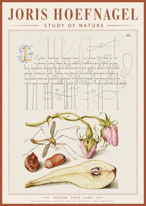 Joris Hoefnagel Studies of Plants, Insects and Fruits No5 - Plakat