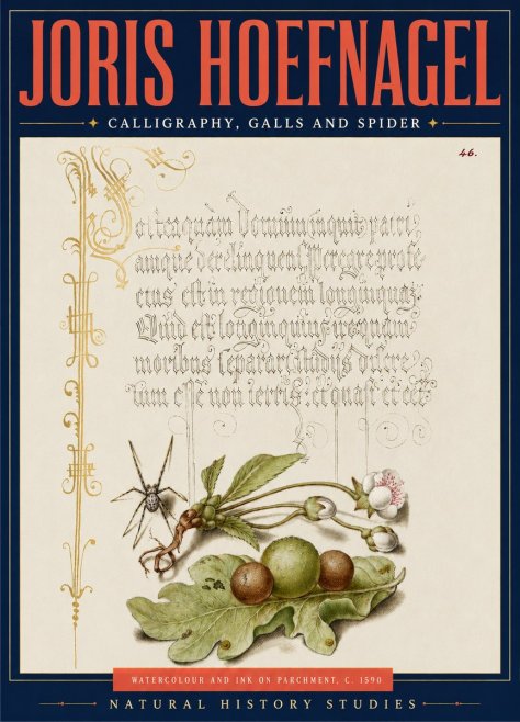 Joris Hoefnagel Plant with Galls and Insect No5 - Plakat