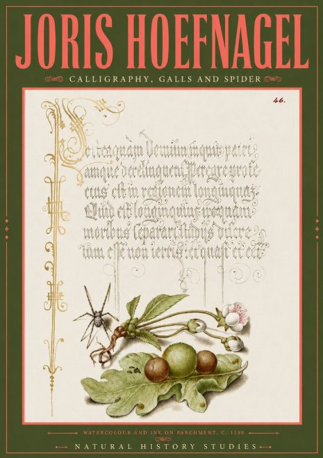 Joris Hoefnagel Plant with Galls and Insect No6 - Plakat