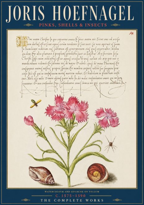 Joris Hoefnagel Pinks, Shells & Insects No5 - Plakat