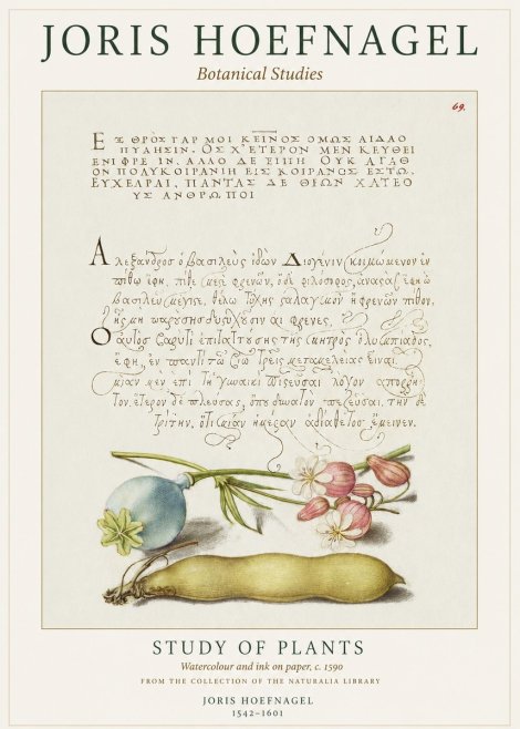 Joris Hoefnagel Study of Plants I No1 - Plakat
