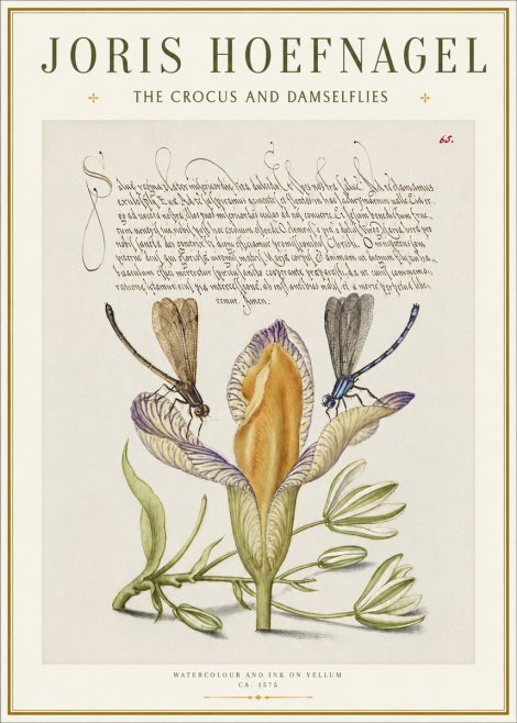 Joris Hoefnagel The Crocus and Damselflies No1 - Plakat