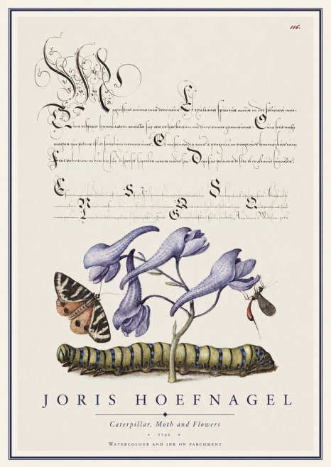 Joris Hoefnagel Caterpillar, Moth and Flowers No1 - Plakat