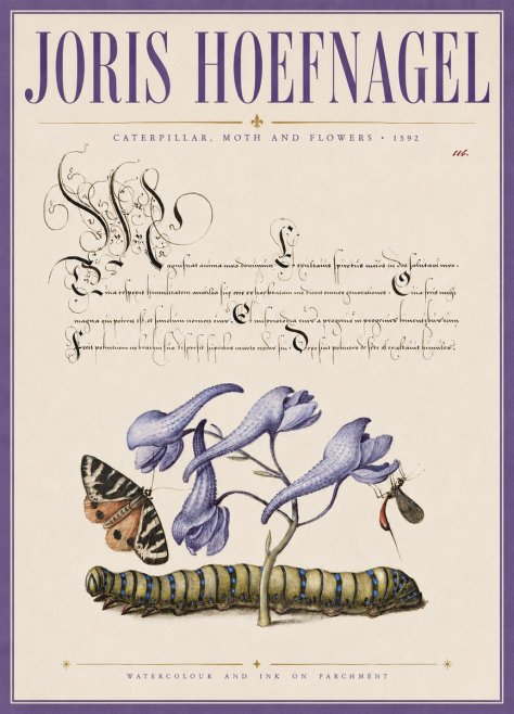 Joris Hoefnagel Caterpillar, Moth and Flowers No3 - Plakat